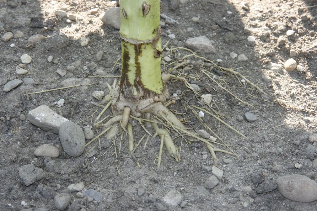 корен од сончоглед за цервикална остеохондроза